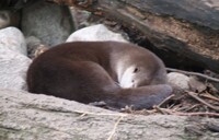 wake me later