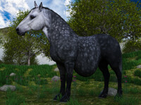 New horse breeds 16 - Beast horse - Percheron