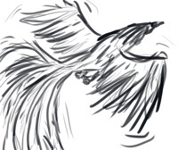 phinox flying