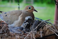 Dove Babies!