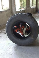 Car tire fox