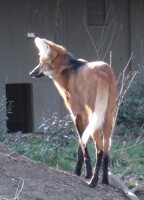 Maned Wolf (thinking...)