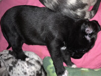 3 week old pup needs your help