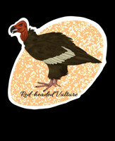 Red-headed Vulture