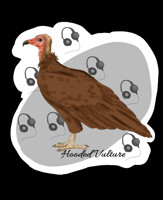 Hooded Vulture