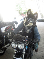 Biker wolf