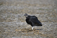 Black Vulture