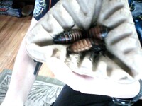 My roaches