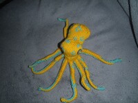 Blue Ringed Socktopus- from above
