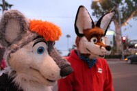 Fox and the ... Husky?
