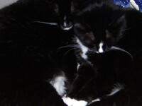 Fleury and Oogie Cuddling...