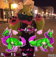 Project Ovipets Cantaloup