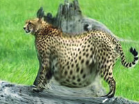 Enormously Pregnant Cheetah