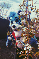 Bennett fursuit