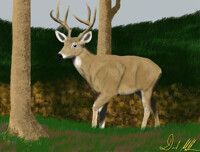 deer in woods