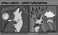 Husky Habits - Great Expectations