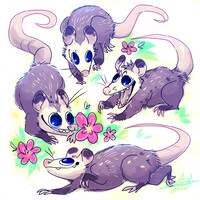 Opossum Quartet
