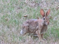 A wild bunneh