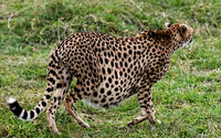 Very Big Pregnant Cheetah