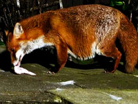 Extremely Pregnant Fox Eating