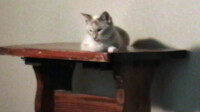 Lucy on the table