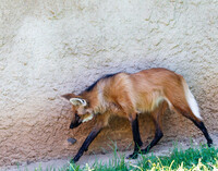 Leggy Boy