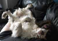 Pups favorite place to rest