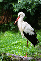 Stork