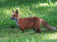Big Pregnant Fox