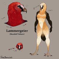 Lammergeier