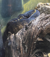 When pythons meet