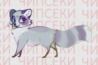 Raccoon sketch