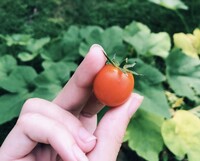My first tomato!!!