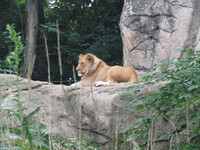 Lion Pride 2