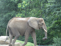 Elephant 1
