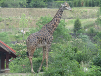 Maasai Giraffe