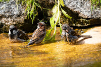 Sparrows taking a bath