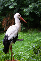 White stork