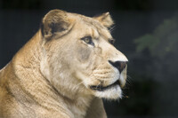 Her majesty.