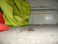 More big spiders