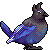 [AA] steller's jay [GIF]