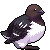 [AA] little auk [GIF]