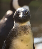 Penguin Portrait
