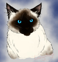 Himalayan