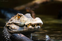 Cuvier's dwarf caiman