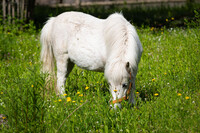 Shetland pony