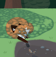 A Fox Snoozing by a Pond