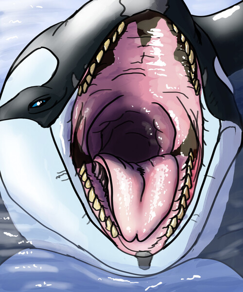 Martin's orca gullet by Fischie 