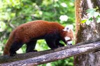 Red Panda