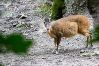 Reeves's muntjac